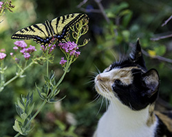 Lily and the Swallowtail
