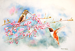 Rufous Hummingbirds In Spring