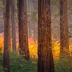 Autumnal Fire in the Forest